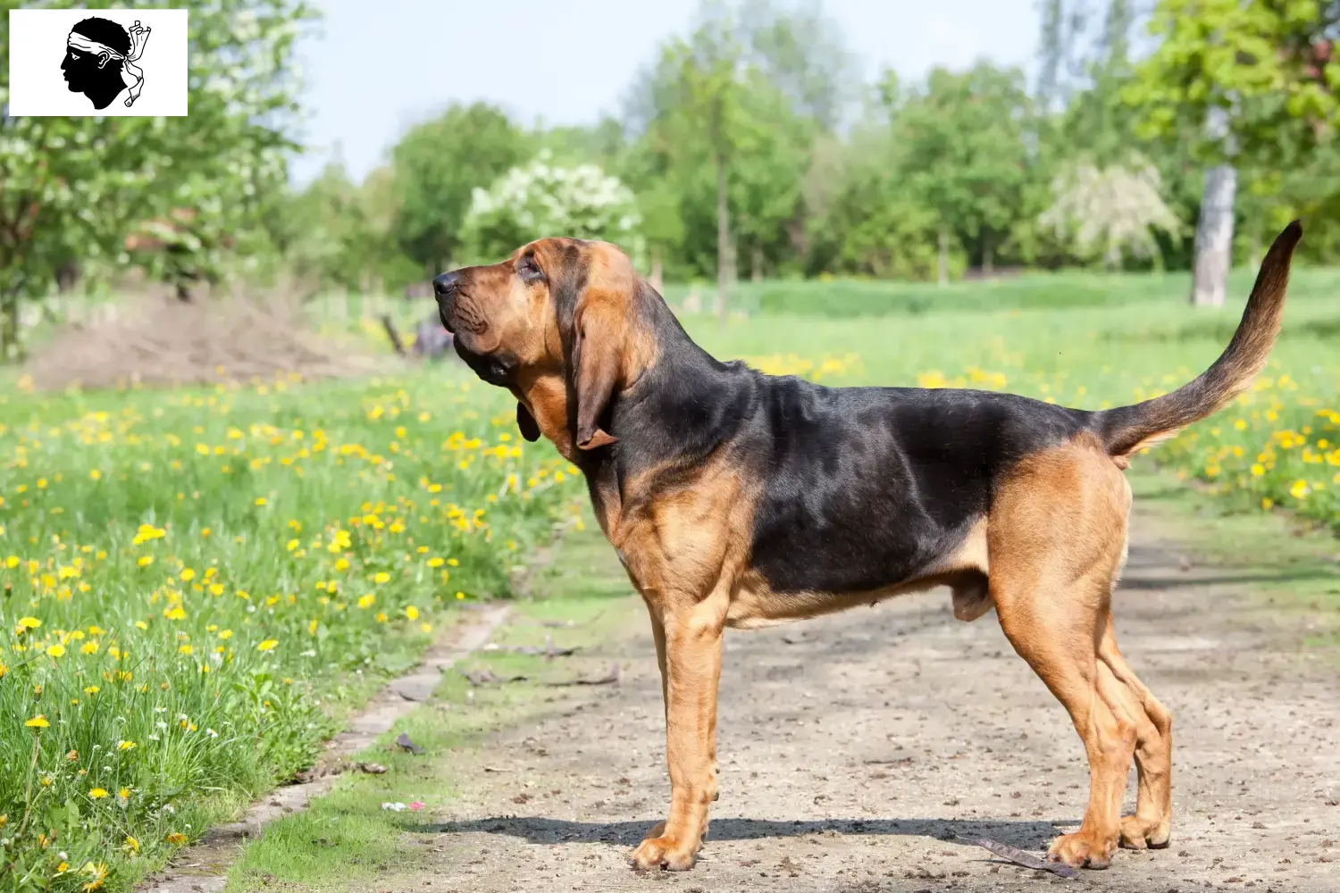 Bloodhound puppies and breeders Corsica Find Bloodhounds breeders in Corsica here.