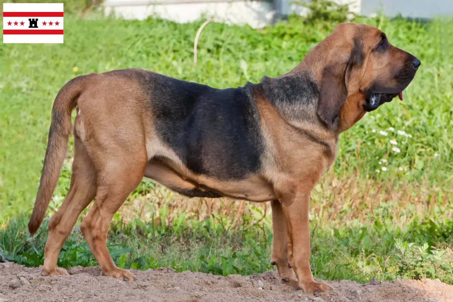 Bloodhound puppies and breeders Drenthe Find Bloodhounds breeders in Drenthe here.