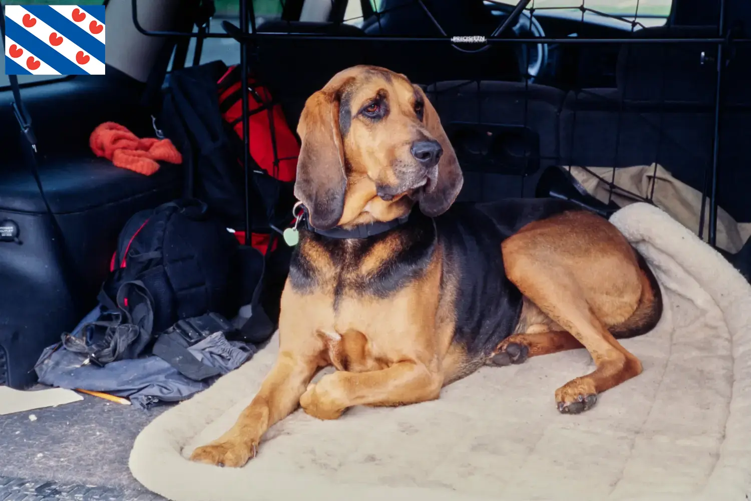 Bloodhound puppies and breeders Friesland Find Bloodhounds breeders in Friesland here.