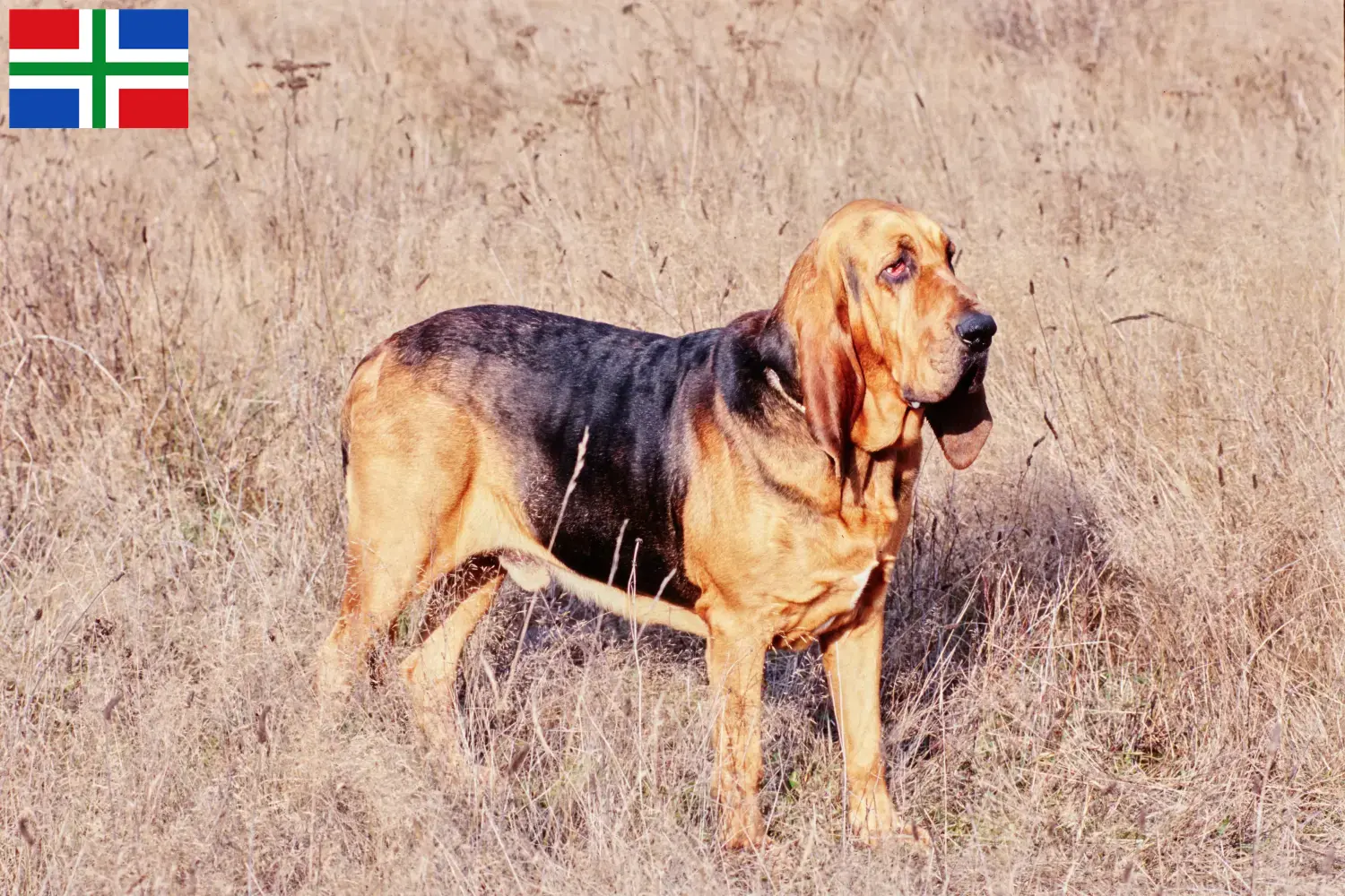 Bloodhound puppies and breeders Groningen Find Bloodhounds breeders in Groningen here.