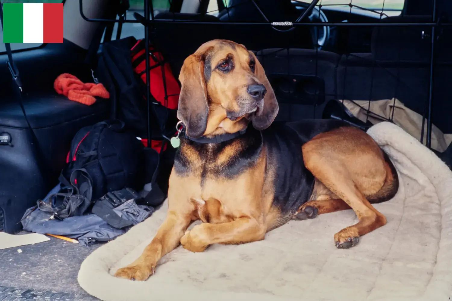 Bloodhound puppies and breeders Italy Here you can find Bloodhounds breeders in Italy.