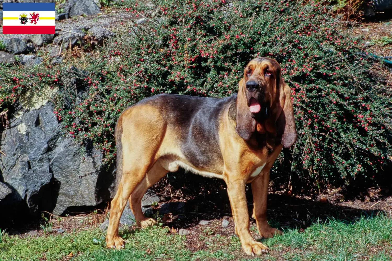 Read more about the article Bloodhound breeders and puppies in Mecklenburg-Vorpommern