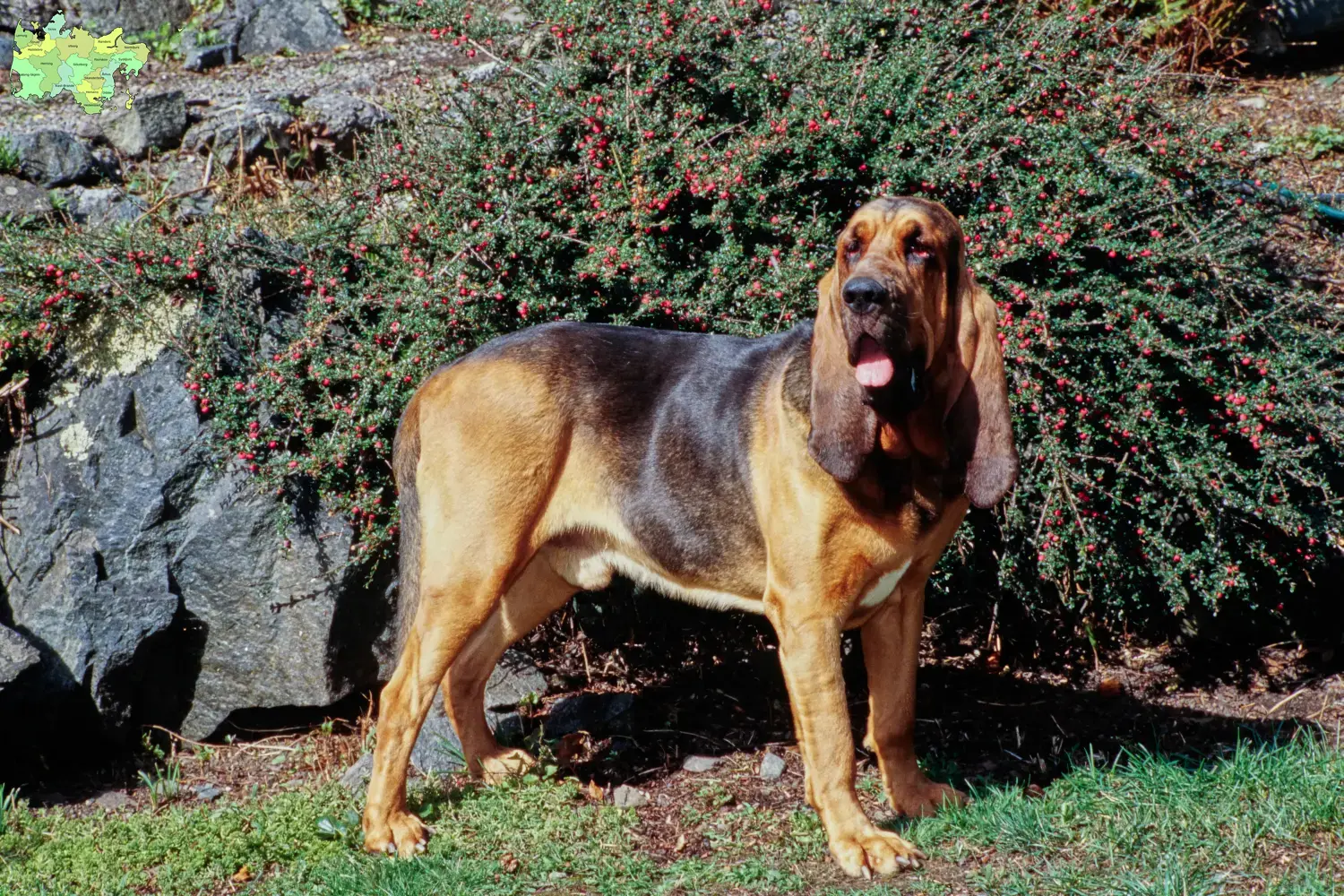 Bloodhound puppies and breeders Midtjylland Find Bloodhounds breeders in Midtjylland here.