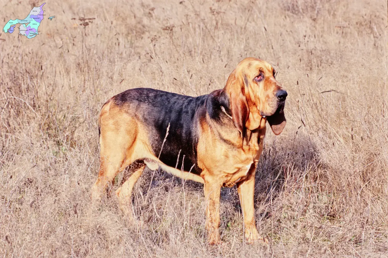 Bloodhound puppies and breeders Nordjylland Find Bloodhounds breeders in Nordjylland.