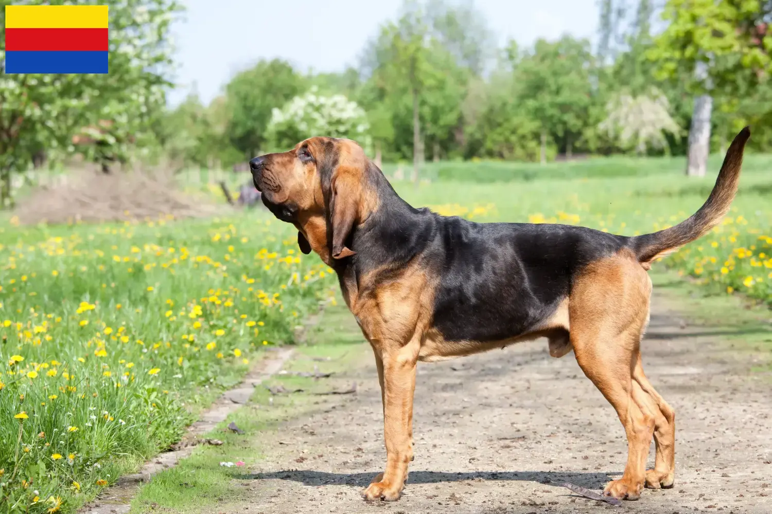 Bloodhound puppies and breeders North Holland Find Bloodhounds breeders in North Holland.