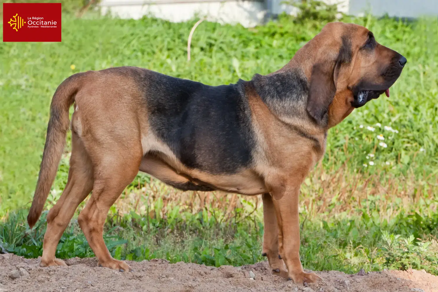 Bloodhound puppies and breeders Occitania Find Bloodhounds breeders in Occitania.