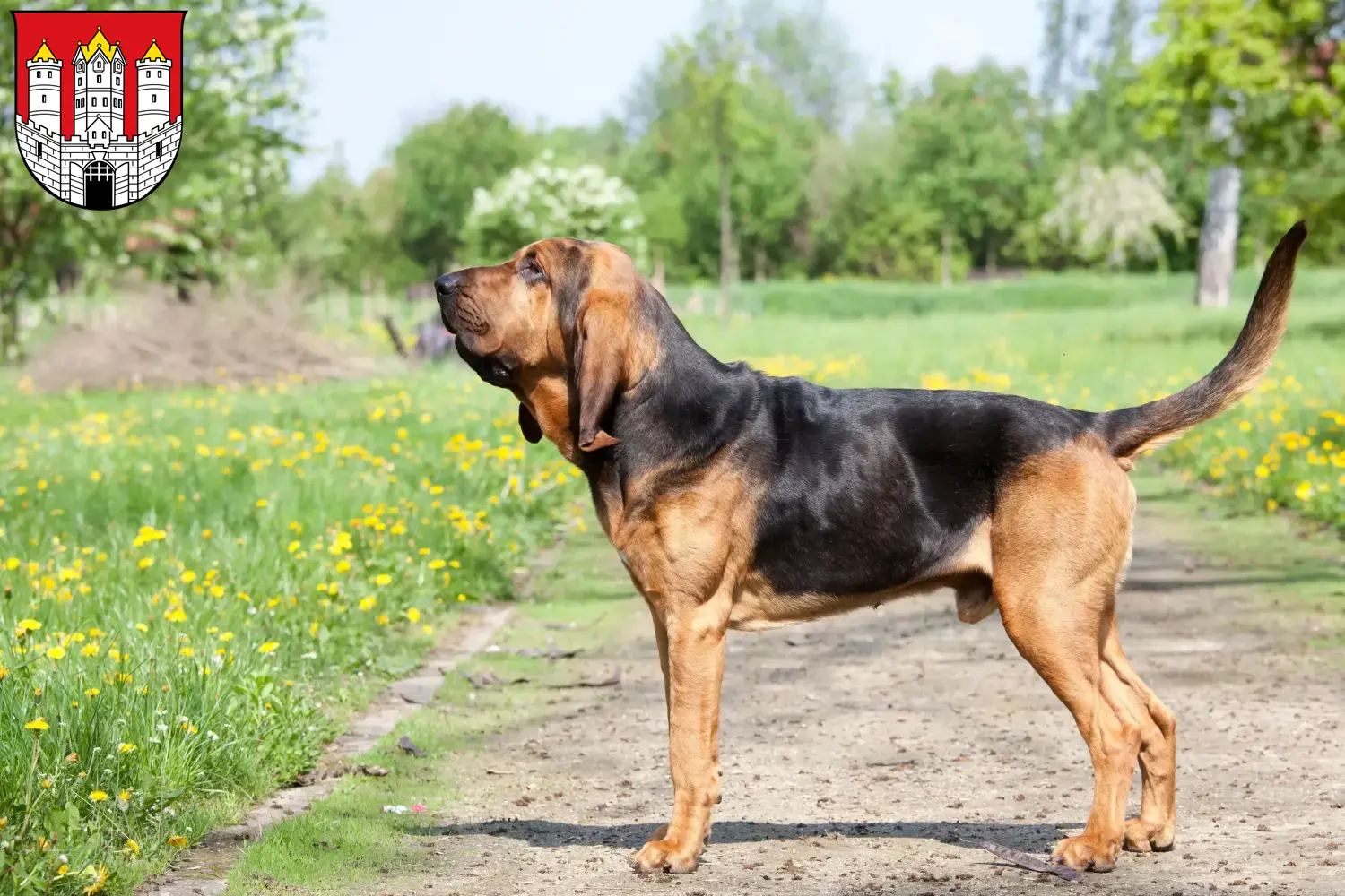 Bloodhound puppies and breeders Salzburg Here you can find Bloodhounds breeders in Salzburg.