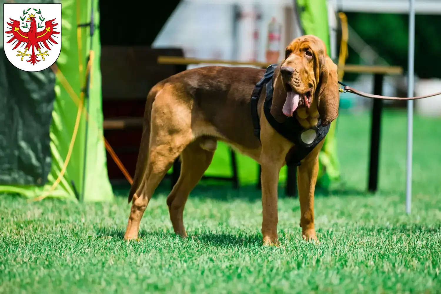 Bloodhound puppies and breeders Tyrol Here you can find Bloodhounds breeders in Tyrol.