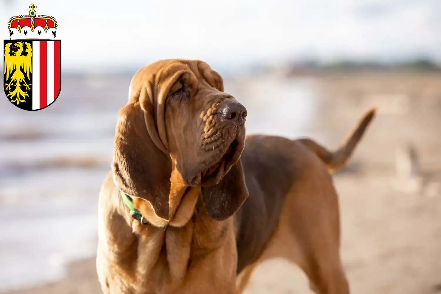 Bloodhound puppies and breeders Upper Austria Here you can find Bloodhounds breeders in Upper Austria.