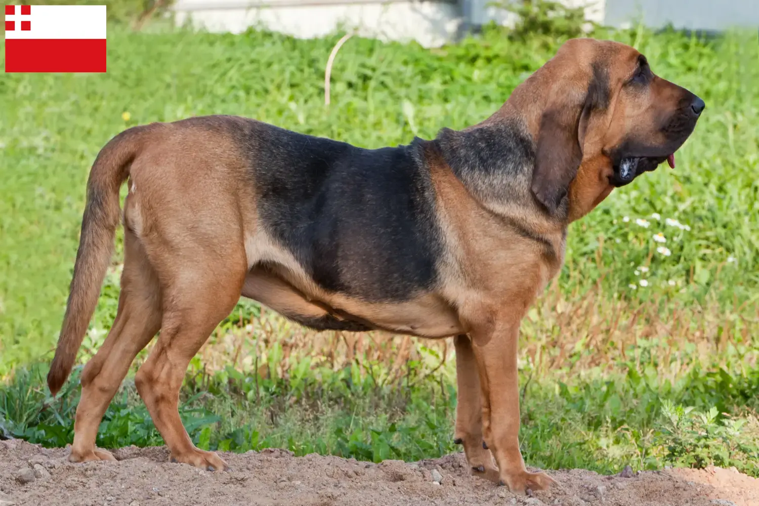 Bloodhound puppies and breeders Utrecht Find Bloodhounds breeders in Utrecht here.
