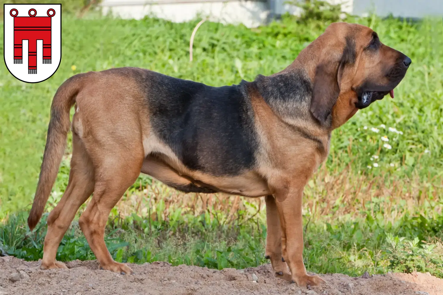 Bloodhound puppies and breeders Vorarlberg Here you can find Bloodhounds breeders in Vorarlberg.