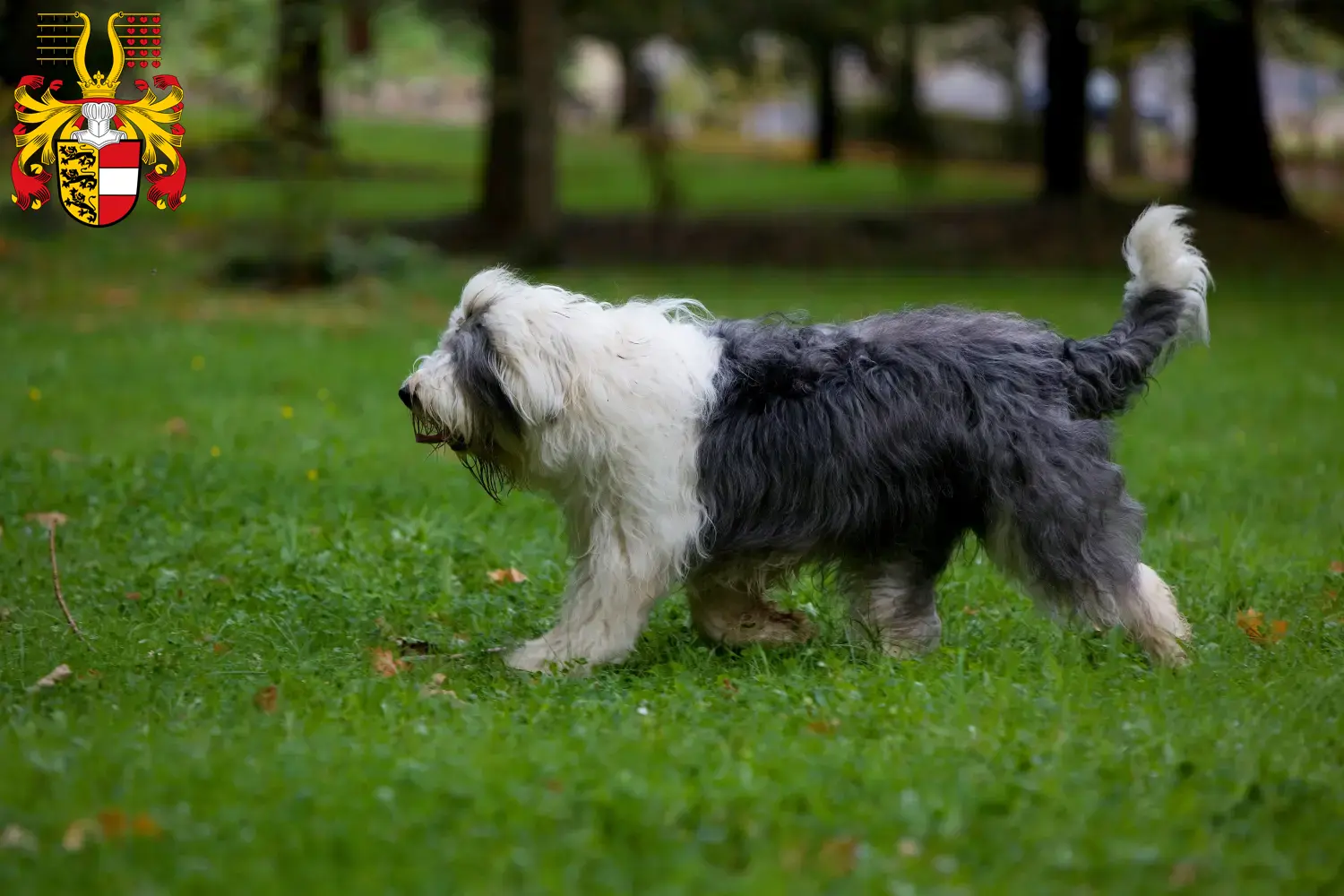 Read more about the article Bobtail breeders and puppies in Carinthia
