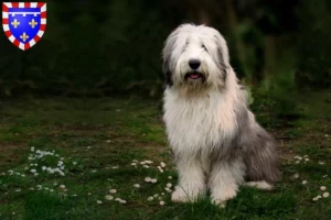 Read more about the article Bobtail breeders and puppies in Centre-Val de Loire