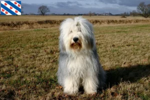 Read more about the article Bobtail breeders and puppies in Friesland