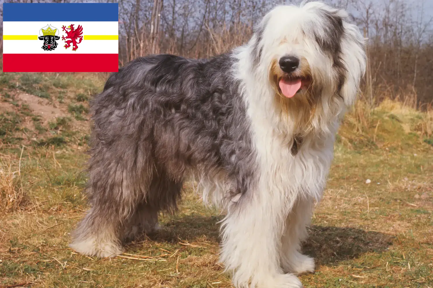 Bobtail puppies and breeders Mecklenburg-Vorpommern Here you can find Bobtails breeders in Mecklenburg-Vorpommern.