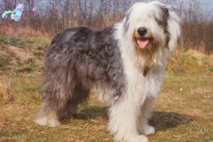 Read more about the article Bobtail breeders and puppies in Nordjylland