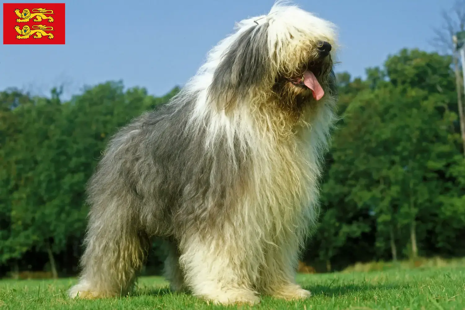 Bobtail puppies and breeders Normandy Find Bobtails breeders in Normandy.