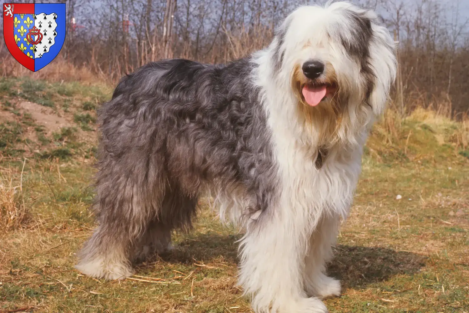 Bobtail puppies and breeders Pays de la Loire Find Bobtails breeders in Pays de la Loire.