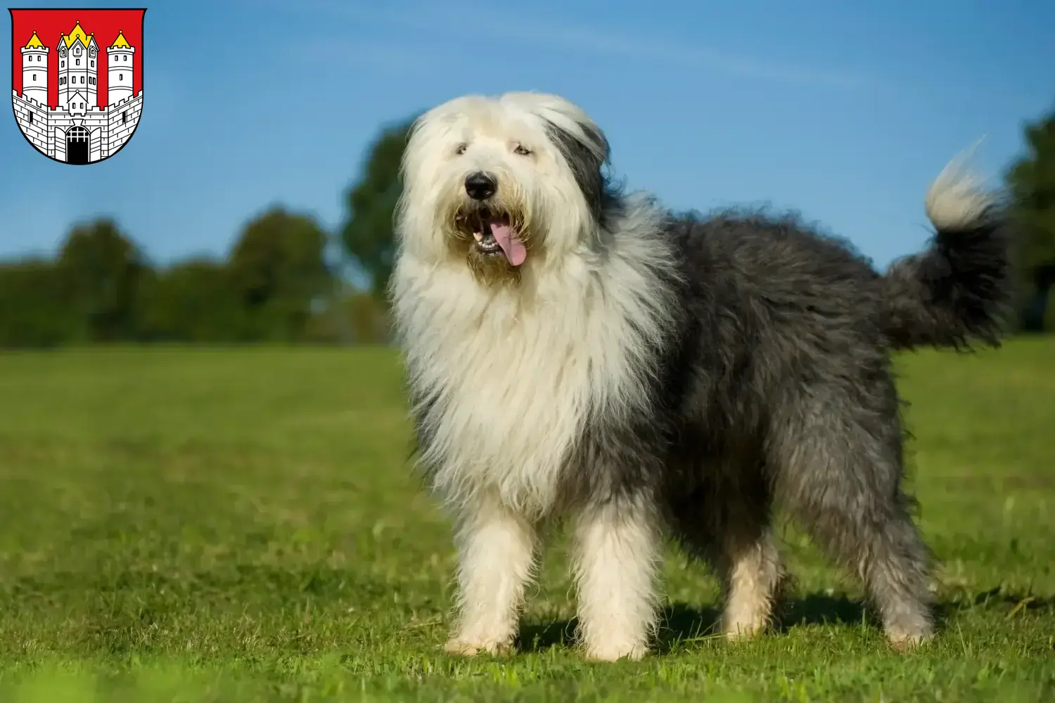 Bobtail puppies and breeders Salzburg Here you can find Bobtails breeders in Salzburg.