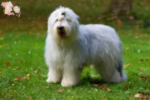 Read more about the article Bobtail breeders and puppies in Syddanmark