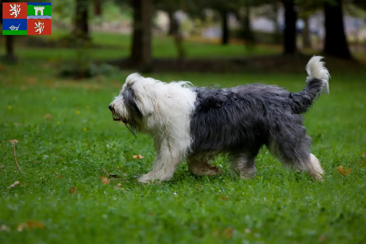 Bobtail puppies and breeders Ústí Find Bobtails breeders in Ústí here.