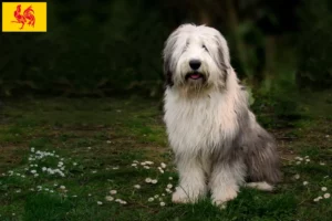 Read more about the article Bobtail breeders and puppies in Walloon Region