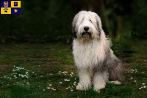 Read more about the article Bobtail breeders and puppies in Zlín