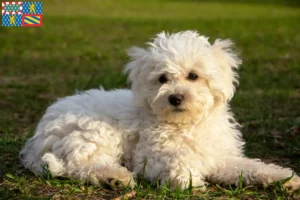 Read more about the article Bolognese breeders and puppies in Bourgogne-Franche-Comté