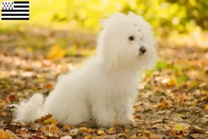 Read more about the article Bolognese breeders and puppies in Brittany