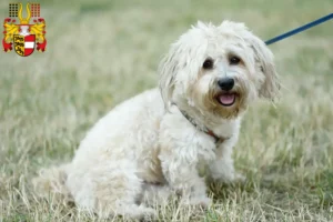 Read more about the article Bolognese breeders and puppies in Carinthia