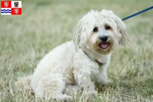 Read more about the article Bolognese breeders and puppies in Central Bohemia