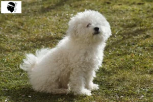 Read more about the article Bolognese breeders and puppies in Corsica