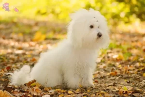 Read more about the article Bolognese breeders and puppies in Hovedstaden