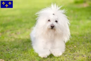 Read more about the article Bolognese breeders and puppies in Île-de-France
