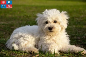 Read more about the article Bolognese breeders and puppies in Karlsbad