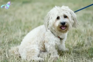 Read more about the article Bolognese breeders and puppies in Nordjylland