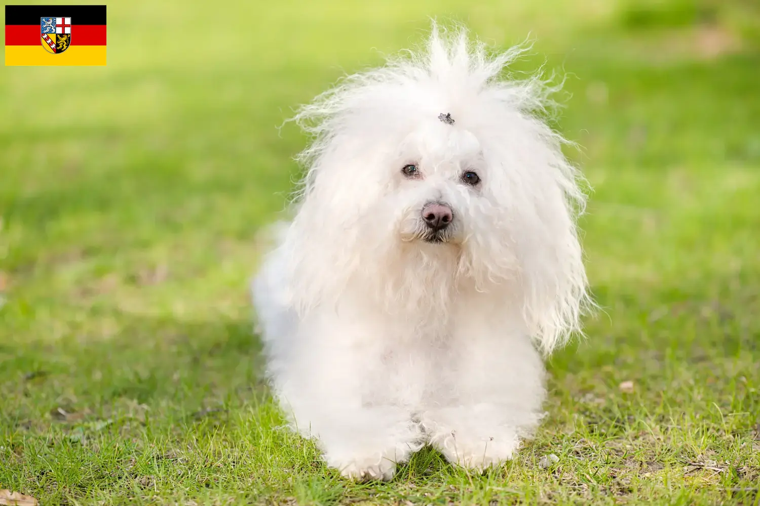 Bolognese puppies and breeders Saarland Here you can find Bolognese breeders im Saarland.
