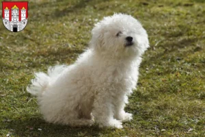 Read more about the article Bolognese breeders and puppies in Salzburg