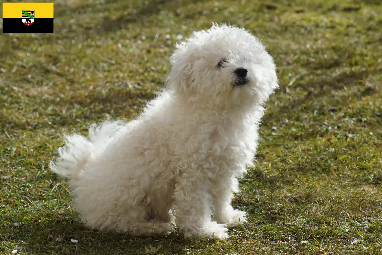 Bolognese puppies and breeders Saxony-Anhalt Here you can find Bolognese breeders in Saxony-Anhalt.