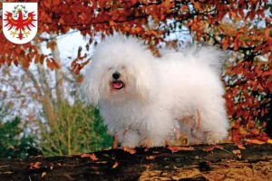 Read more about the article Bolognese breeders and puppies in Tyrol