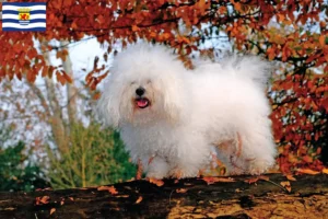 Read more about the article Bolognese breeders and puppies in Zeeland
