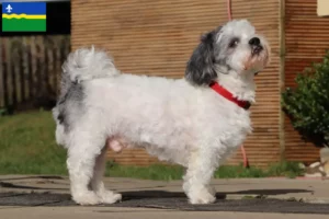 Read more about the article Bolonka Zwetna breeders and puppies in Flevoland