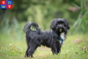 Read more about the article Bolonka Zwetna breeders and puppies in Hradec Králové