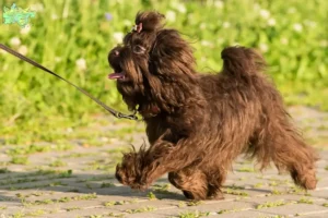 Read more about the article Bolonka Zwetna breeders and puppies in Midtjylland