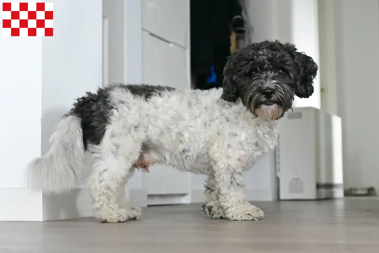 Read more about the article Bolonka Zwetna breeders and puppies in North Brabant