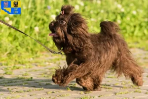 Read more about the article Bolonka Zwetna breeders and puppies in Olomouc