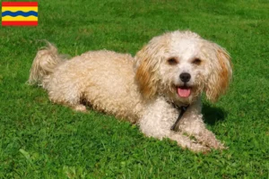 Read more about the article Bolonka Zwetna breeders and puppies in Overijssel