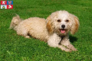 Read more about the article Bolonka Zwetna breeders and puppies in Pardubice
