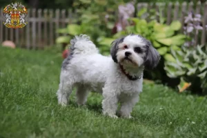 Read more about the article Bolonka Zwetna breeders and puppies in Prague