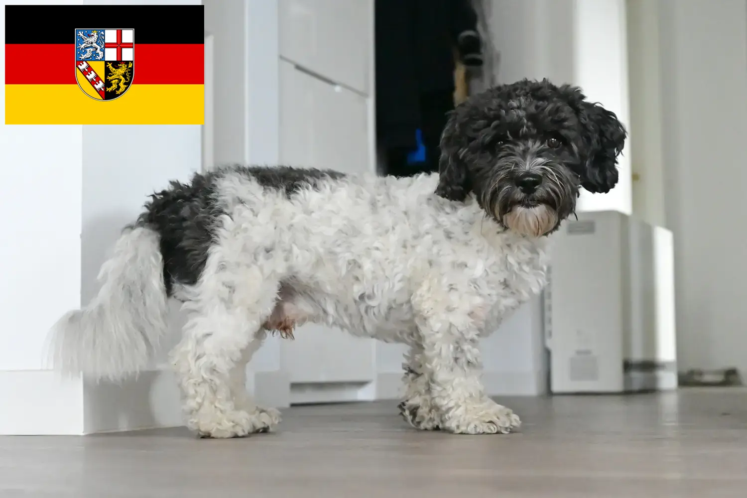 Bolonka Zwetna puppies and breeders Saarland Here you can find Bolonka Zwetnas breeders im Saarland.